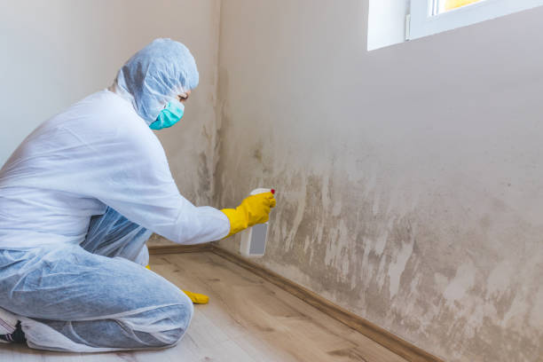 Licensed Black Mold Removal service in Benson, NC - WQB Mold Removal