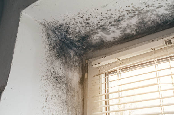 Affordable Black Mold Removal solutions in Benson, NC