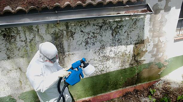 Top rated local Black Mold Removal specialists in Benson, NC